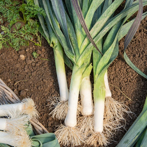 Winterprei 'Saint Victor' - Allium porrum d'hiver de saint victor - Zaden