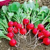 Kers radijs - Raphanus sativus cerise - Willemse