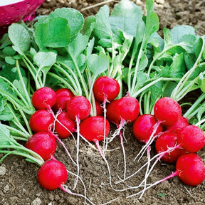 Kers radijs - Raphanus sativus cerise - Willemse