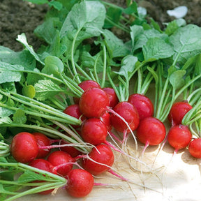 Kers radijs - Willemse