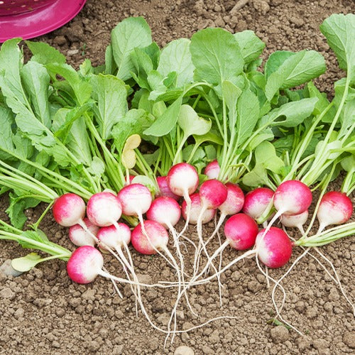 Collection 3 radis - Radijs Mix - Radijszaden