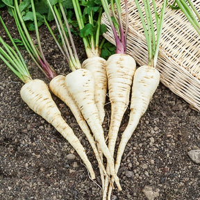 Pastinaak 'Demi-Long De Guernsey' - Pastinaca sativa demi-long de guernesey - Willemse
