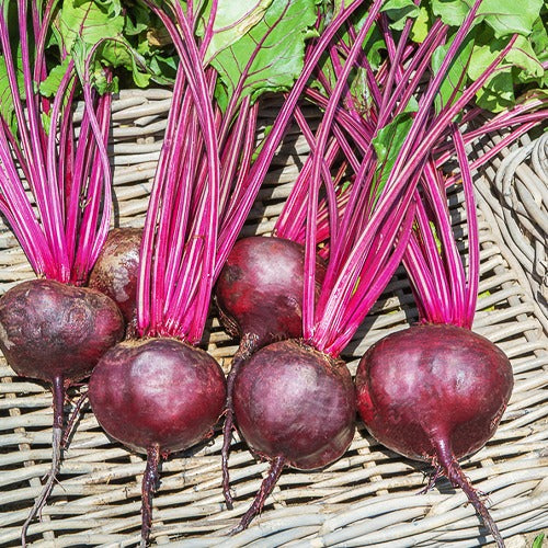 Beta - Biet - Bieten Mix 'd'Egypt' + 'Detroit' - Collection betteraves rouges : D'Egypte(6g), De Detroit 2 (6g), Cylin