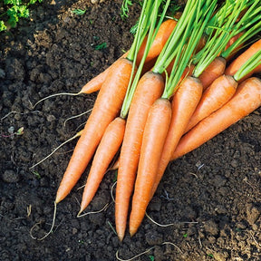 Wortel Mix 'Naintaise' + 'Carentan' + 'Comar'