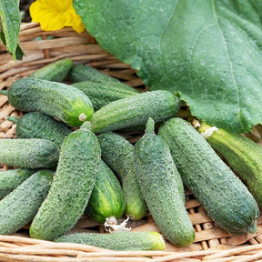 Augurk 'Petit de Paris' - Cucumis sativus vert petit de paris - Willemse