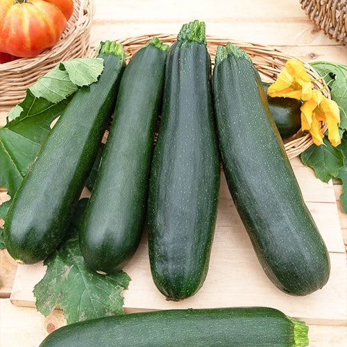 Courgettezaden - Courgette 'Black Beauty' - Cucurbita pepo  black beauty