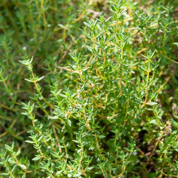 Echte tijm zaden - Willemse