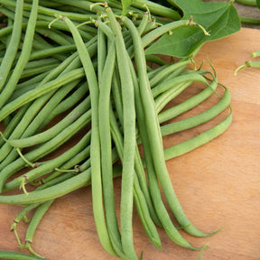 Phaseolus vulgaris braimar - Sperzieboon 'Braemar' - Bonenzaden