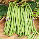 Sperzieboon 'Deninel' - Phaseolus vulgaris Delinel - Willemse