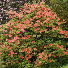 Azalea - roodoranje - Willemse