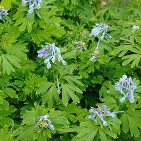 Helmbloem 'Blue Line' - Corydalis x blue line ® ‘couriblue’ - Willemse