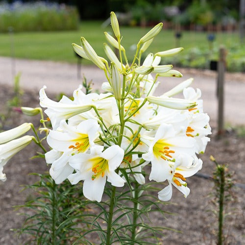 Lilium regale album - Lelie 'Album' (x3) - Lelie