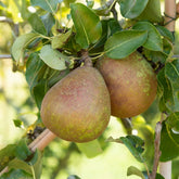Perenboom 'Doyenné du Comice' - Pyrus communis Doyenné du Comice - Willemse