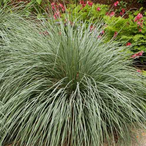 Sierhaver (x2) - Helictotrichon sempervirens - Willemse