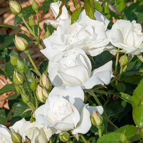 Stamroos 'Korbin' - Rosa korbin - Willemse