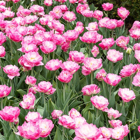 Dubbelbloemige tulp - roze (x10) - Willemse