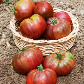 Tomaat 'Noire de Crimée' - Solanum lycopersicum noire de crimée - Moestuin