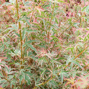 Japanse esdoorn - Japanse esdoorn 'Taylor' - Acer palmatum Taylor