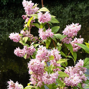 Bruidsbloem 'Strawberry Field' - Willemse
