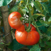 Tomaatplanten 'Marmande' - Willemse
