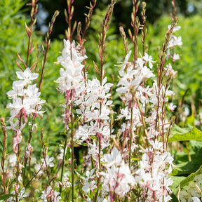 Prachtkaars 'Whirling Butterflies' - Gaura lindheimeri Whirling Butterflies - Willemse