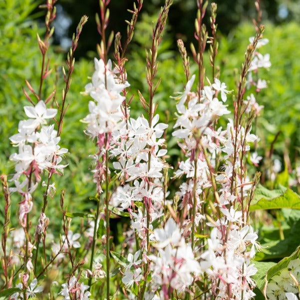 Prachtkaars 'Whirling Butterflies' - Gaura lindheimeri Whirling Butterflies - Willemse