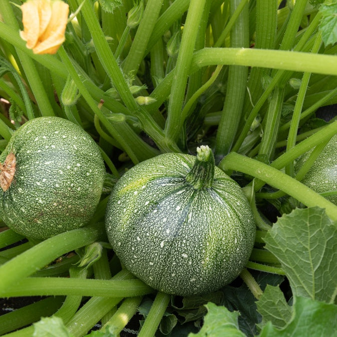 Courgette 'Ronde van Nice' - Willemse