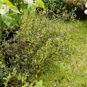 Dwerg Honingboom Little Baby - Sophora prostrata little baby - Willemse