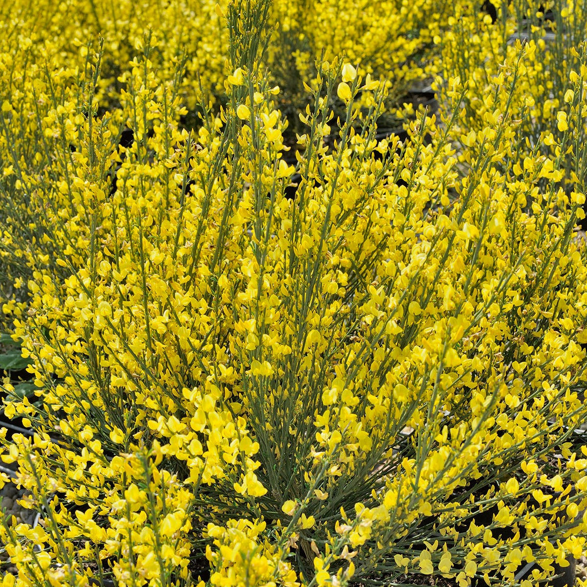 Brem 'Allgold' - Cytisus praecox Allgold - Willemse