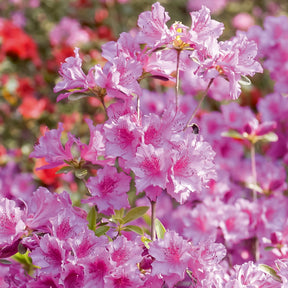 Japanse azalea - roze - Willemse