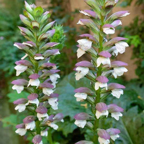 Berenklauw - Acanthus mollis - Willemse