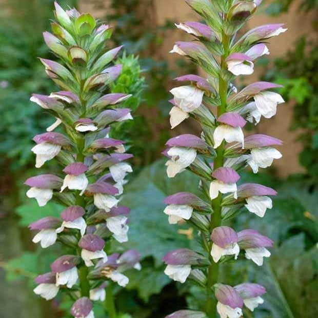 Berenklauw - Acanthus mollis - Willemse