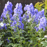 Aconitum - Monnikskap 'Arendsii' - Aconitum carmichaelli Arendsii