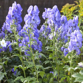 Aconitum - Monnikskap 'Arendsii' - Aconitum carmichaelli Arendsii