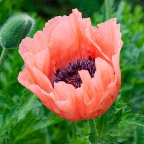 Oosterse klaproos 'Patty's Plum' - Papaver orientale Patty's Plum - Willemse