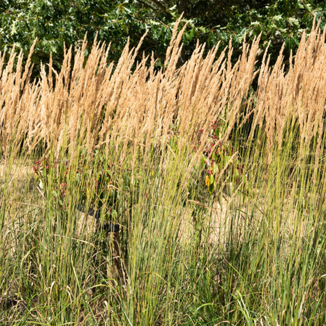 Siergrassen - Struisriet 'Karl Foerster' - Calamagrostis x acutiflora Karl Foerster
