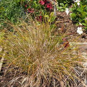 Vedergras arundinacea - Stipa arundinacea - Willemse