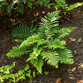 Polystichum polyblepharum - Glansschildvaren - Varens