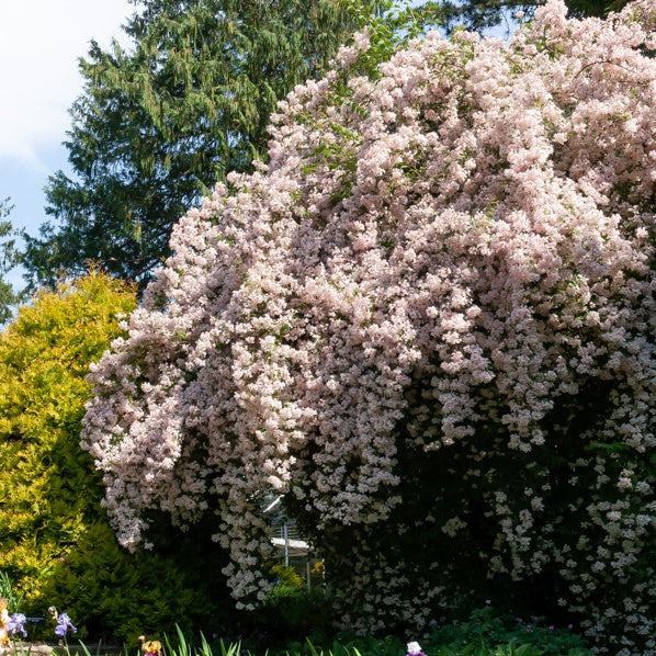 Koninginnestruik - Kolkwitzia amabilis Pink Cloud - Willemse