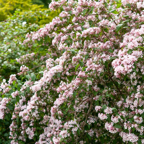 Koninginnestruik - Kolkwitzia amabilis Pink Cloud - Willemse