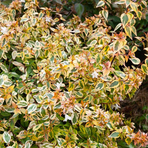 Bonte Abelia - Abelia grandiflora 'kaleidoscope' (r) - Willemse