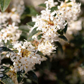 Wintergroene planten - Schijnhulst Brukwoord - Osmanthus burkwoodii