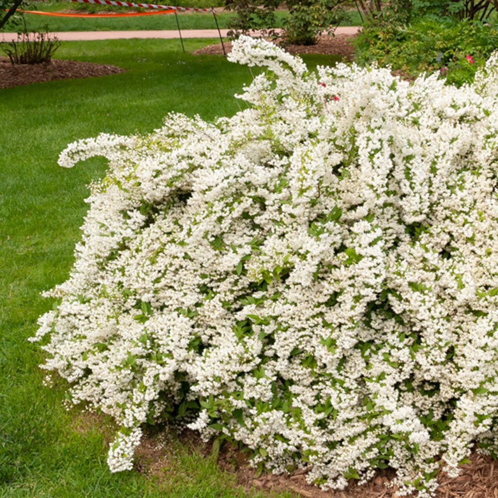 Deutzia Bruidsbloem - Willemse