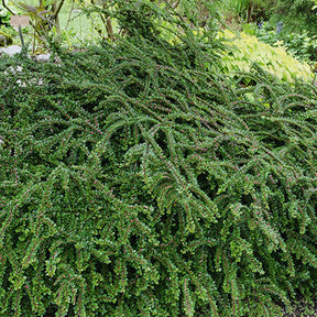 Vlakke dwergmispel - Cotoneaster horizontalis - Willemse