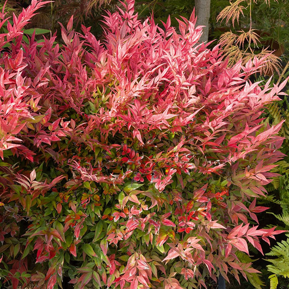 Hemelse bamboe 'Gulf Stream' - Nandina domestica gulf stream - Plant eigenschap