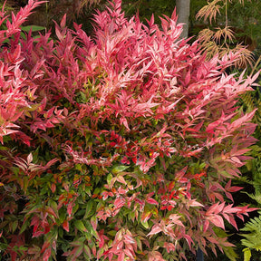 Hemelse bamboe 'Gulf Stream' - Nandina domestica gulf stream - Plant eigenschap