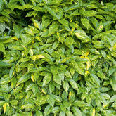 Broodboom - Willemse