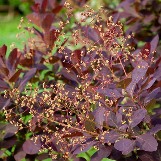 Pruikenboom - Cotinus coggygria - Willemse