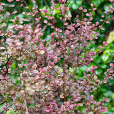 Lophomyrtus Purpurea Nana - Willemse