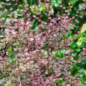 Lophomyrtus Purpurea Nana - Willemse